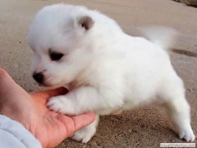 pups-11