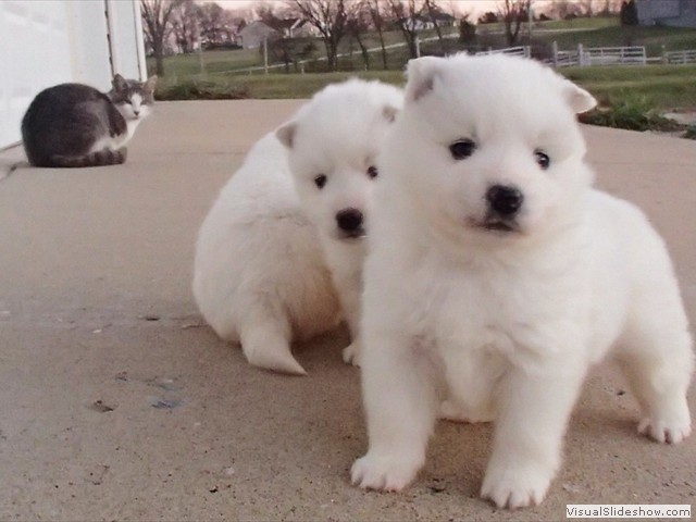 pups-2