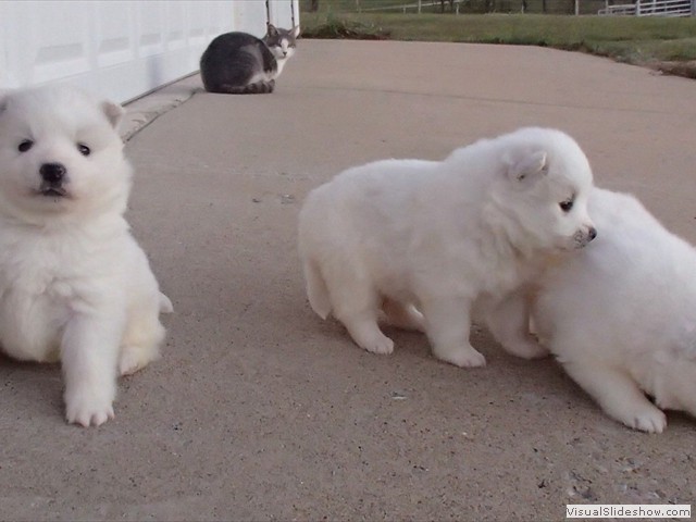 pups-3
