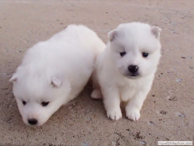 pups-4