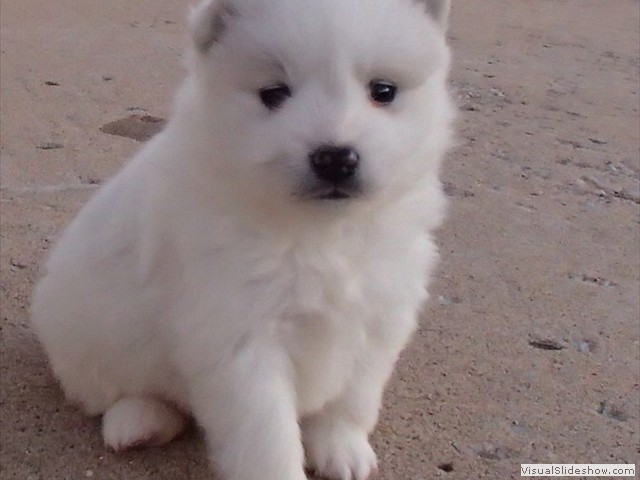 pups-5
