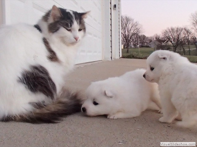 pups-6