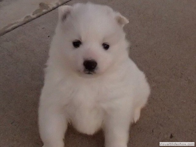 pups-7
