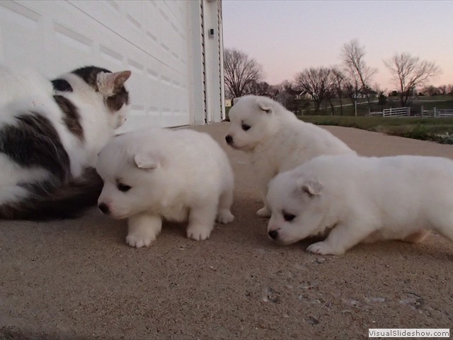pups-8