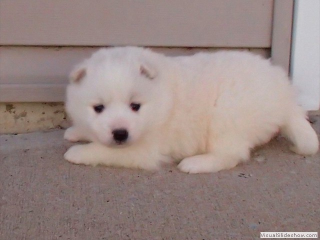 pups-9