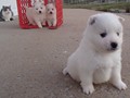 pups-1