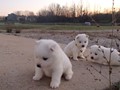 pups-10