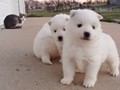 pups-2