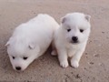 pups-4