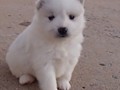 pups-5