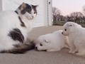 pups-6