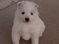 pups-7