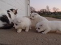 pups-8