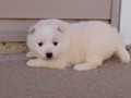pups-9