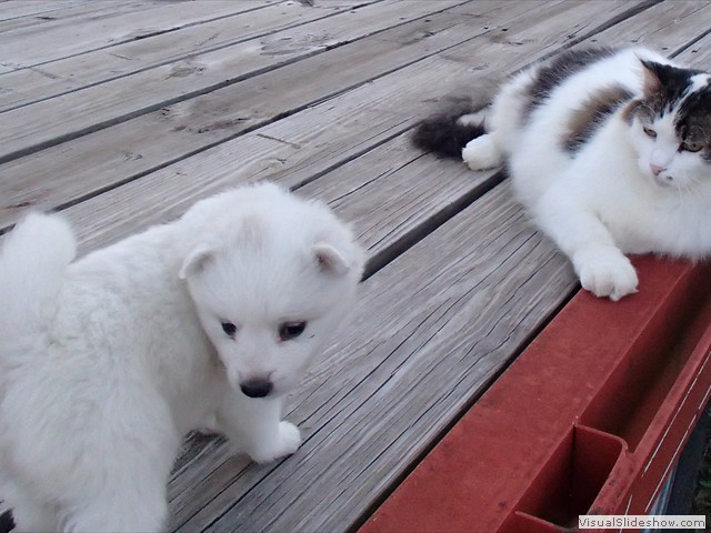 girl-cat3