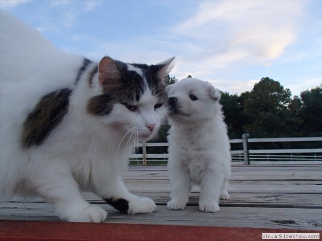 girls-cat (2)