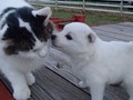 girl-cat1