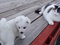 girl-cat3