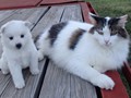 girl-cat4