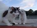 girls-cat (2)