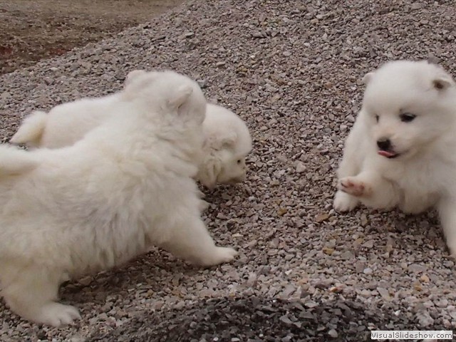 pups-1