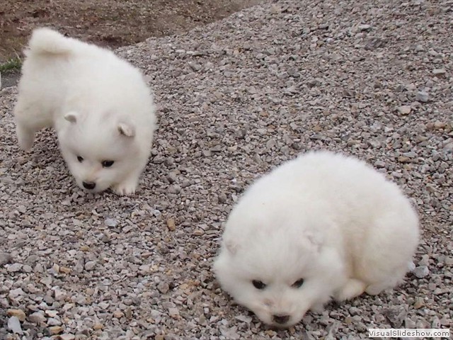 pups-10