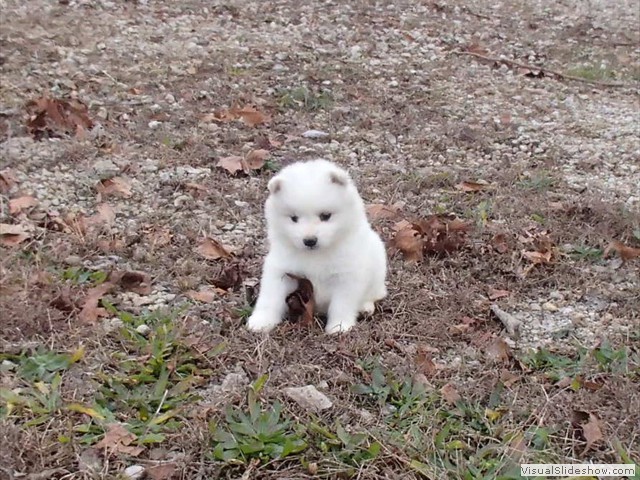 pups-11