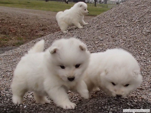 pups-2
