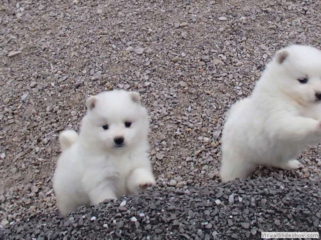 pups-4