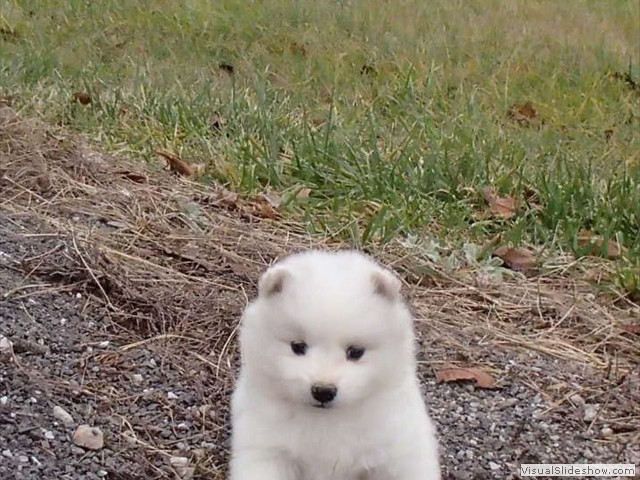 pups-5