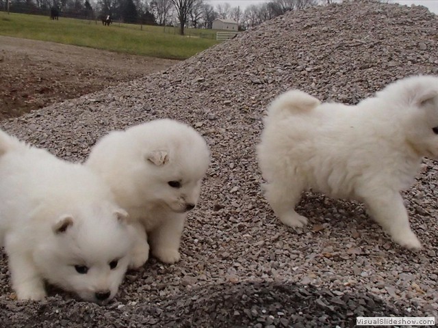 pups-7