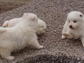 pups-1
