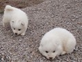 pups-10