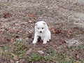 pups-11