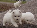 pups-2