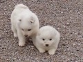 pups-3