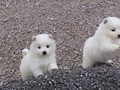 pups-4