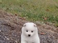 pups-5