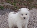 pups-6