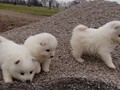 pups-7