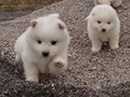 pups-8