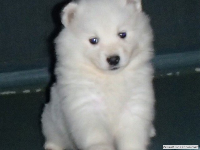 pups-1