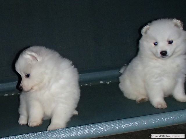 pups-2