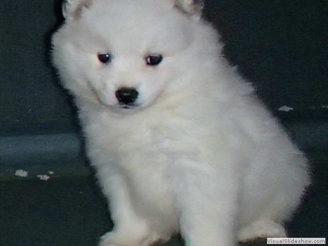 pups-3