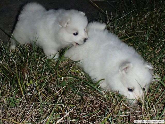 pups-4