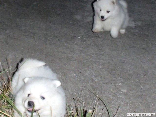 pups-5