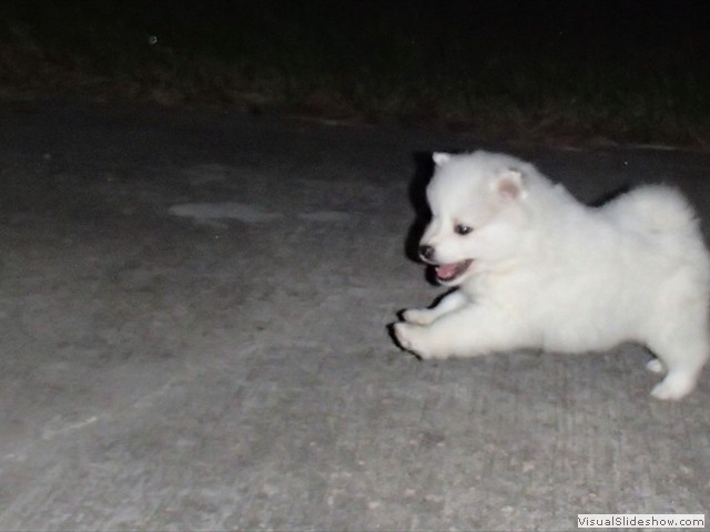 pups-6