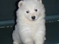 pups-1