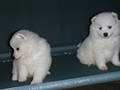 pups-2