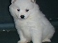 pups-3